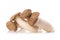 King Oyster mushroom (Eringi) on white backgroud