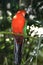 King-Parrot