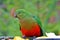 King Parrot