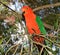 King parrot Alisterus scapularis