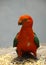 King parrot Alisterus scapularis