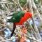 King Parrot bird on fruiting twig, colorful Australian wildlife