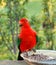 King Parrot in Drouin Victoria Australia