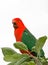 King Parrot squawking in Drouin Victoria Australia