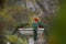 King Parrots drinking water from a Bird bath