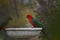 King Parrots drinking water from a Bird bath during a drought in a rural Backyard