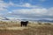 King of the pasture, open range, cattle, bull