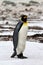 King Penguin