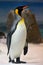 King Penguin