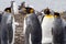 King Penguin