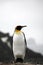 King Penguin