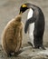 King Penguin Adult Feeding Downy Chick