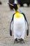 King penguin - Aptendytes patagonica - Gold Harbour, South Georgia