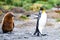 King penguin - Aptendytes patagonica - walking straight ahead followed by funny brown bowed chick, South Georgia