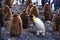 KING PENGUIN aptenodytes patagonica, CHICK CRECHE WITH ONE ADULT, SALISBURY PLAIN IN SOUTH GEORGIA