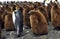 KING PENGUIN aptenodytes patagonica, CHICK CRECHE WITH ONE ADULT, SALISBURY PLAIN IN SOUTH GEORGIA