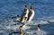KING PENGUIN aptenodytes patagonica, GROUP EMERGING FROM SEA, SALISBURY PLAIN IN SOUTH GEORGIA