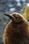 King Penguin, aptenodytes patagonica, Portrait of Chick, Colony in Salisbury Plain, South Georgia
