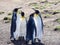 King Penguin, Aptenodytes patagonica, Volunteer Point, Falklands / Malvinas