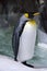 King Penguin - Aptenodytes Patagonicus