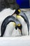 King Penguin - Aptenodytes Patagonicus