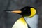 King Penguin - Aptenodytes Patagonicus