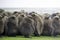 King Penguin (Aptenodytes patagonicus) Chicks huddled in Creche