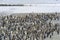 King Penguin (Aptenodytes patagonicus) colony on the beach