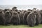 King Penguin (Aptenodytes patagonicus) Creche of large brown chi