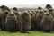 King Penguin (Aptenodytes patagonicus) Creche of large brown chi