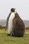 King Penguin (Aptenodytes patagonicus) feeding it\'s chick in the