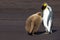 King Penguin (Aptenodytes patagonicus) feeding it\'s chick.