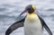 King Penguin, Aptenodytes patagonicus halli