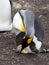 King Penguin Aptenodytes patagonicus, holding eggs on the huge legs of the Colony, Volunteer Point, Falklands / Malvinas