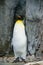 King Penguin (aptenodytes patagonicus) is the second largest species of penguin