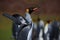 King penguin, Aptenodytes patagonicus with spread wings, blurred penguins in background, Falkland Islands
