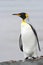 King Penguin (Aptenodytes patagonicus) standing on the beach