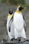 King Penguin (Aptenodytes patagonicus) standing on the beach