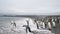 King Penguin on the beach in South Georgia