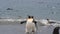 King Penguin on the beach in South Georgia