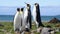 King Penguin on the beach in South Georgia