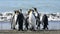 King Penguin on the beach in South Georgia