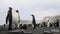 King Penguin on the beach in South Georgia