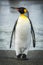 King penguin on beach with water behind