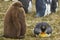King Penguin with chick on the Falkland Islands