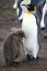 King Penguin & chick - Falkland Islands