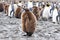 King penguin chick in front of a group of penguins