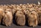 King Penguin Chicks in creche at Volunteer Point.