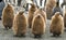 King Penguin Chicks - St. Andrews, South Georgia