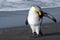 King penguin cleaning itself on the beach at Gold Harbor in South Georgia